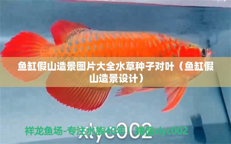 魚缸假山造景圖片大全水草種子對葉（魚缸假山造景設計）