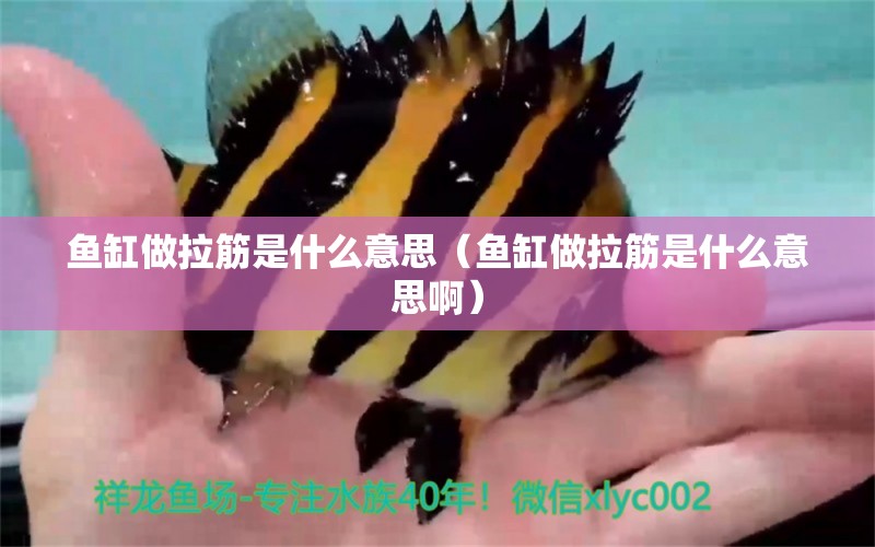 魚缸做拉筋是什么意思（魚缸做拉筋是什么意思?。? title=