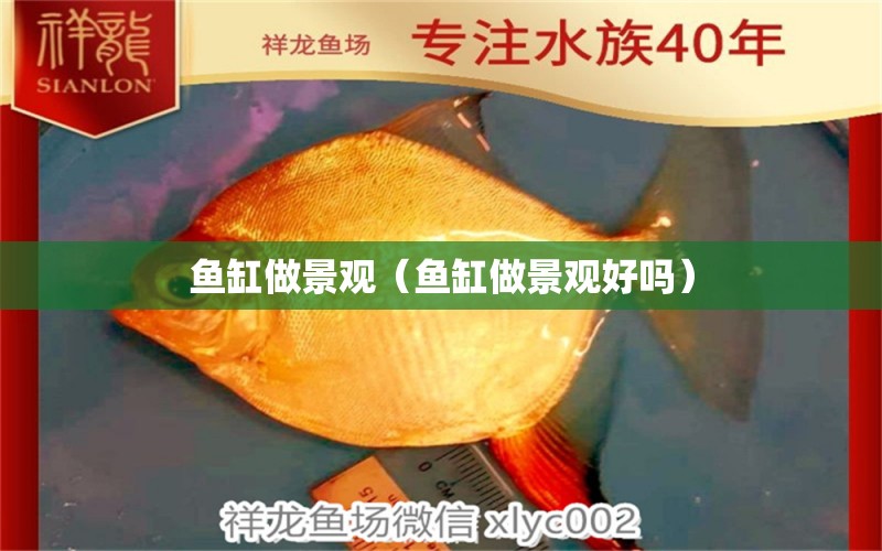 魚缸做景觀（魚缸做景觀好嗎）