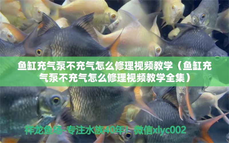 魚(yú)缸充氣泵不充氣怎么修理視頻教學(xué)（魚(yú)缸充氣泵不充氣怎么修理視頻教學(xué)全集）