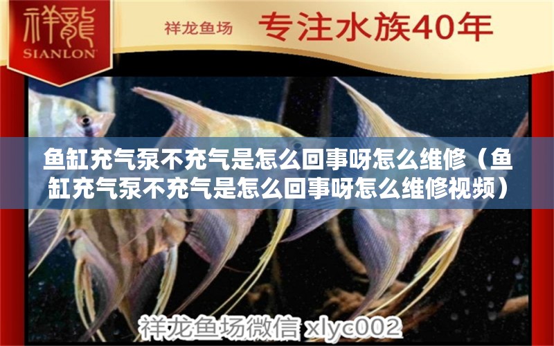 魚缸充氣泵不充氣是怎么回事呀怎么維修（魚缸充氣泵不充氣是怎么回事呀怎么維修視頻）