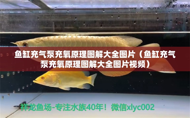 魚缸充氣泵充氧原理圖解大全圖片（魚缸充氣泵充氧原理圖解大全圖片視頻） 祥龍水族醫(yī)院