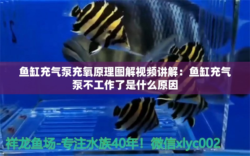 魚缸充氣泵充氧原理圖解視頻講解：魚缸充氣泵不工作了是什么原因 廣州水族批發(fā)市場