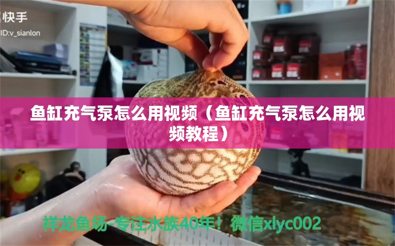 魚缸充氣泵怎么用視頻（魚缸充氣泵怎么用視頻教程）