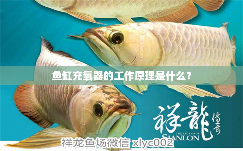 魚缸充氧器的工作原理是什么？ 觀賞魚