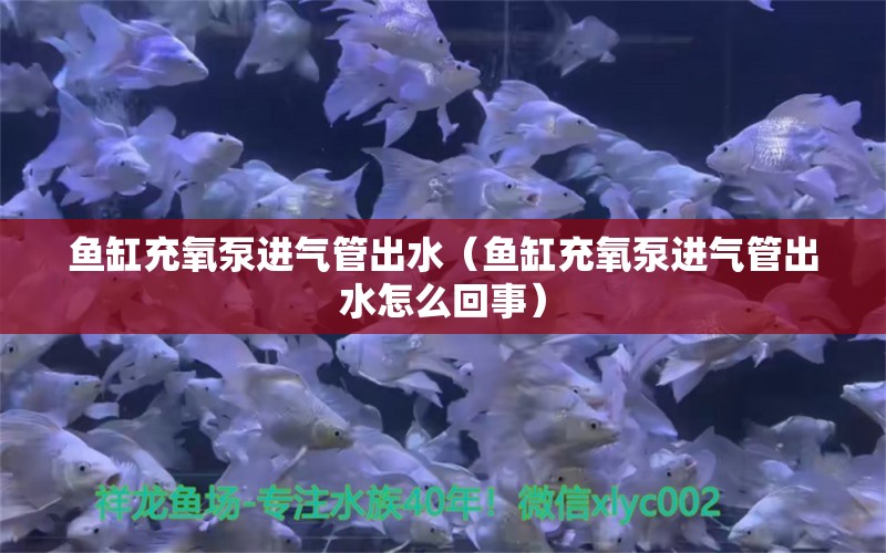 魚缸充氧泵進(jìn)氣管出水（魚缸充氧泵進(jìn)氣管出水怎么回事）