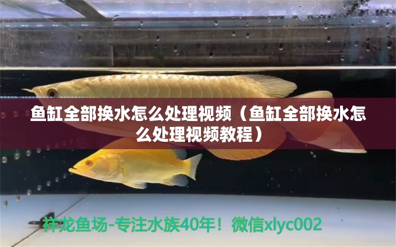 魚缸全部換水怎么處理視頻（魚缸全部換水怎么處理視頻教程） 祥龍水族醫(yī)院