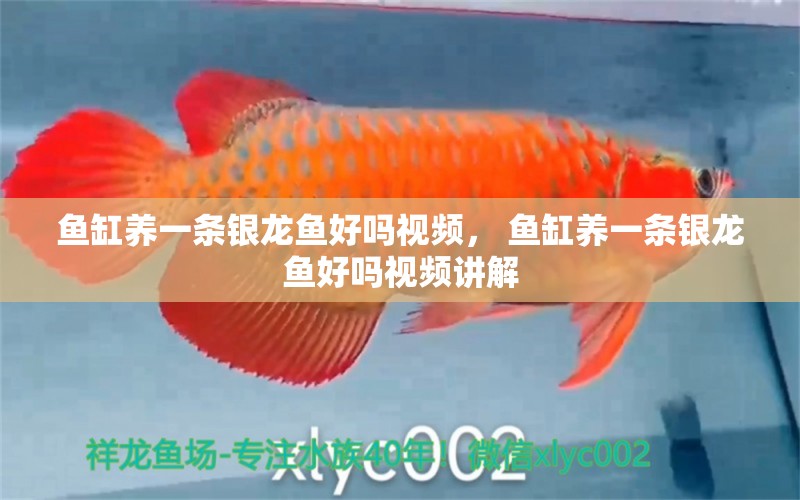 魚缸養(yǎng)一條銀龍魚好嗎視頻， 魚缸養(yǎng)一條銀龍魚好嗎視頻講解 粗線銀版魚