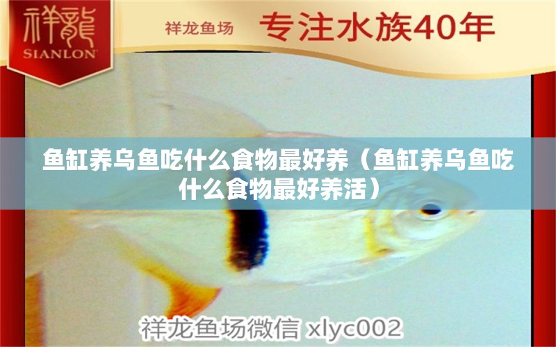 魚缸養(yǎng)烏魚吃什么食物最好養(yǎng)（魚缸養(yǎng)烏魚吃什么食物最好養(yǎng)活）