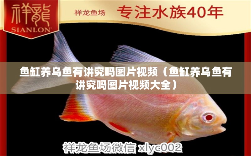 魚(yú)缸養(yǎng)烏魚(yú)有講究嗎圖片視頻（魚(yú)缸養(yǎng)烏魚(yú)有講究嗎圖片視頻大全）