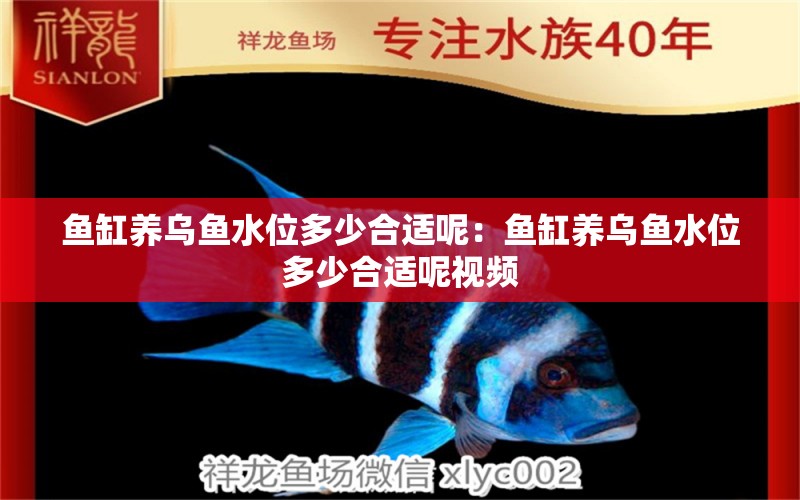 魚缸養(yǎng)烏魚水位多少合適呢：魚缸養(yǎng)烏魚水位多少合適呢視頻