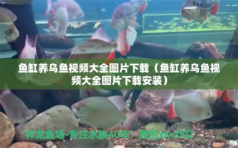 魚缸養(yǎng)烏魚視頻大全圖片下載（魚缸養(yǎng)烏魚視頻大全圖片下載安裝）