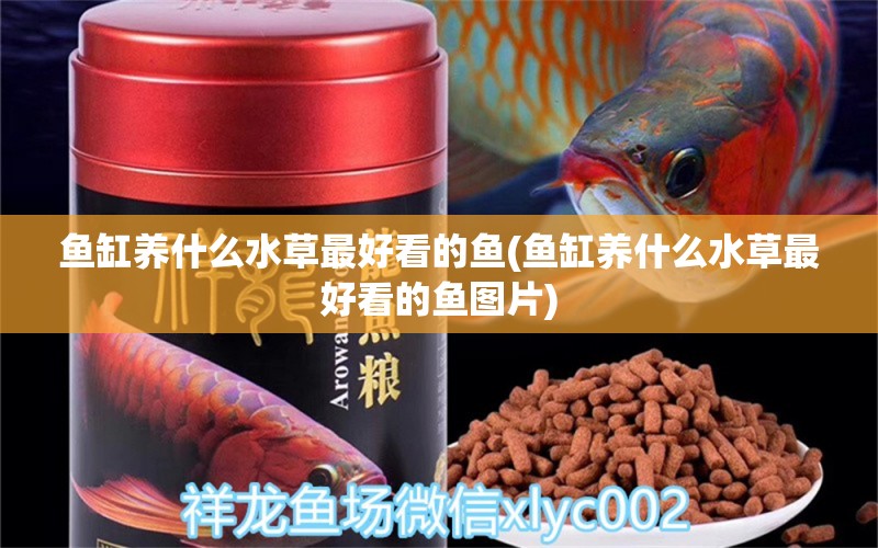 魚缸養(yǎng)什么水草最好看的魚(魚缸養(yǎng)什么水草最好看的魚圖片) 水草