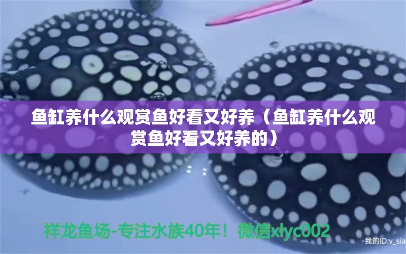 魚缸養(yǎng)什么觀賞魚好看又好養(yǎng)（魚缸養(yǎng)什么觀賞魚好看又好養(yǎng)的） 觀賞魚市場（混養(yǎng)魚）