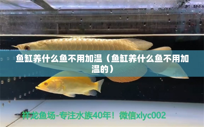 魚缸養(yǎng)什么魚不用加溫（魚缸養(yǎng)什么魚不用加溫的） 祥龍水族醫(yī)院