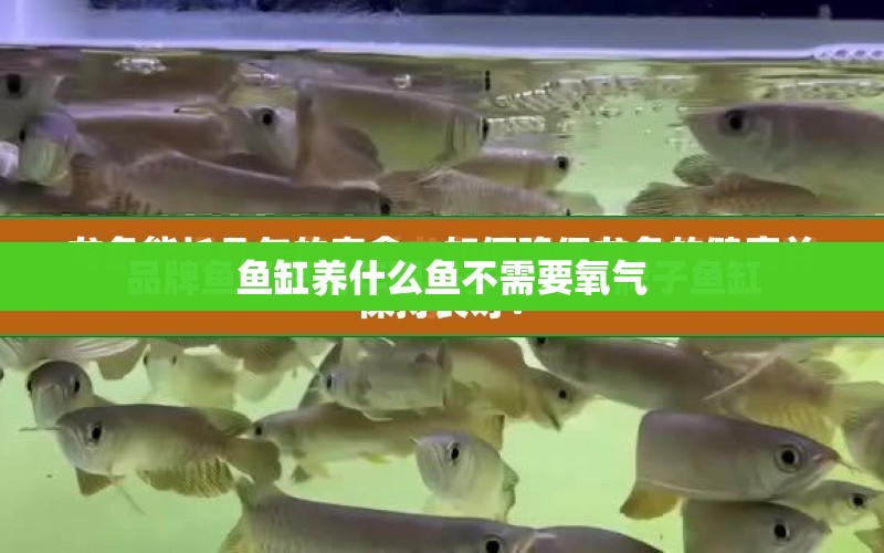 魚缸養(yǎng)什么魚不需要氧氣 水族問答 第1張