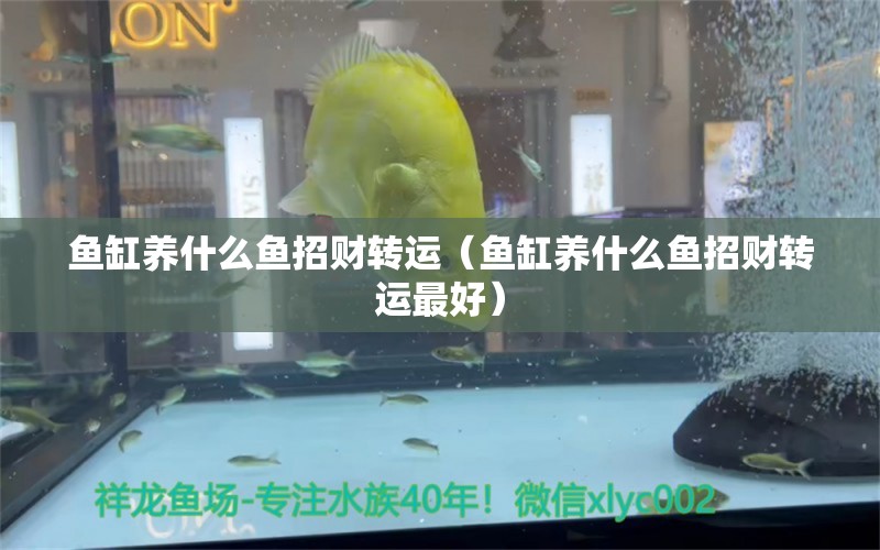 魚缸養(yǎng)什么魚招財轉(zhuǎn)運(yùn)（魚缸養(yǎng)什么魚招財轉(zhuǎn)運(yùn)最好） 魚缸百科