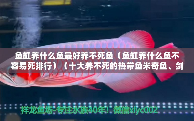 魚缸養(yǎng)什么魚最好養(yǎng)不死魚（魚缸養(yǎng)什么魚不容易死排行）（十大養(yǎng)不死的熱帶魚米奇魚、劍尾魚、孔雀魚、孔雀魚、孔雀魚） 魚缸百科 第2張