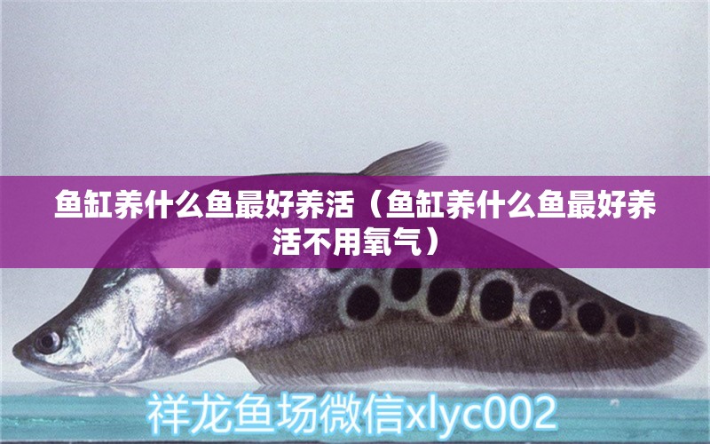 魚缸養(yǎng)什么魚最好養(yǎng)活（魚缸養(yǎng)什么魚最好養(yǎng)活不用氧氣）