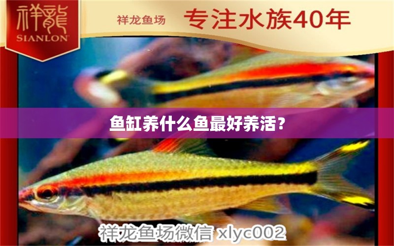 魚(yú)缸養(yǎng)什么魚(yú)最好養(yǎng)活？