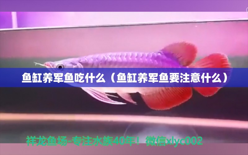 魚缸養(yǎng)軍魚吃什么（魚缸養(yǎng)軍魚要注意什么） 觀賞魚批發(fā)