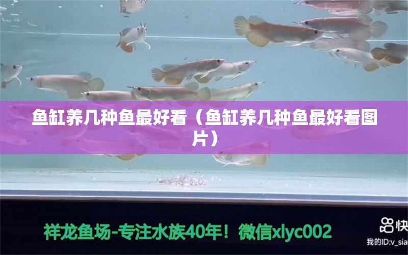 魚缸養(yǎng)幾種魚最好看（魚缸養(yǎng)幾種魚最好看圖片）