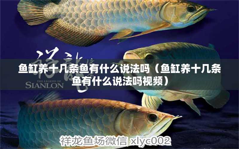 魚缸養(yǎng)十幾條魚有什么說(shuō)法嗎（魚缸養(yǎng)十幾條魚有什么說(shuō)法嗎視頻） 祥龍魚場(chǎng)