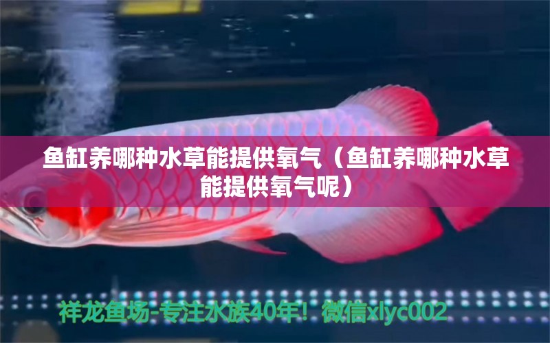 魚缸養(yǎng)哪種水草能提供氧氣（魚缸養(yǎng)哪種水草能提供氧氣呢）