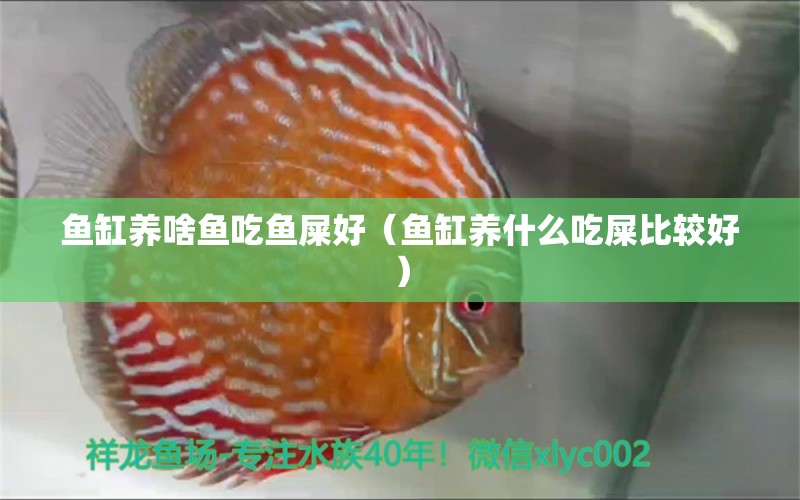 魚(yú)缸養(yǎng)啥魚(yú)吃魚(yú)屎好（魚(yú)缸養(yǎng)什么吃屎比較好） 魚(yú)缸風(fēng)水