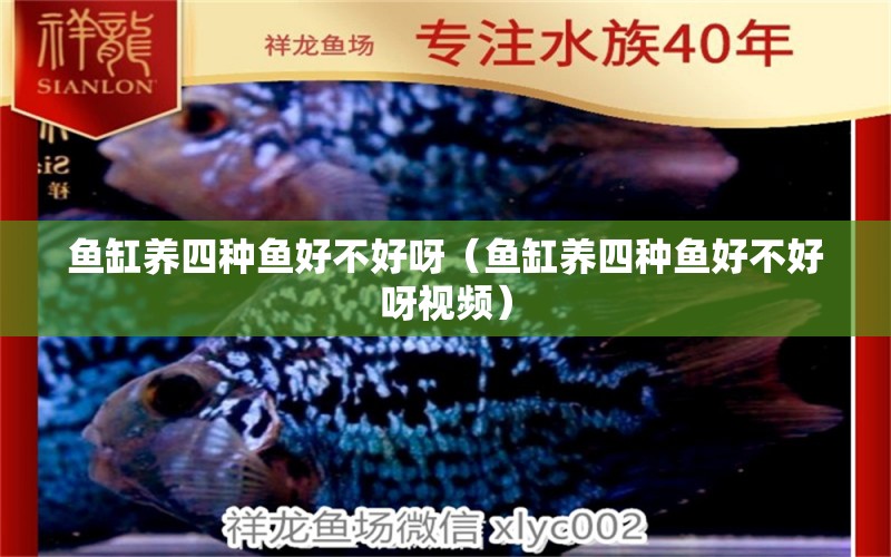 魚缸養(yǎng)四種魚好不好呀（魚缸養(yǎng)四種魚好不好呀視頻）