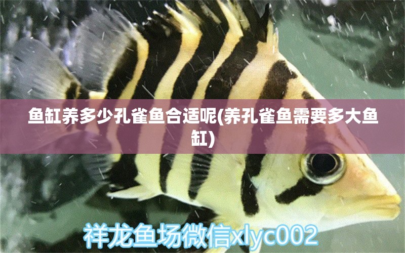 魚缸養(yǎng)多少孔雀魚合適呢(養(yǎng)孔雀魚需要多大魚缸)