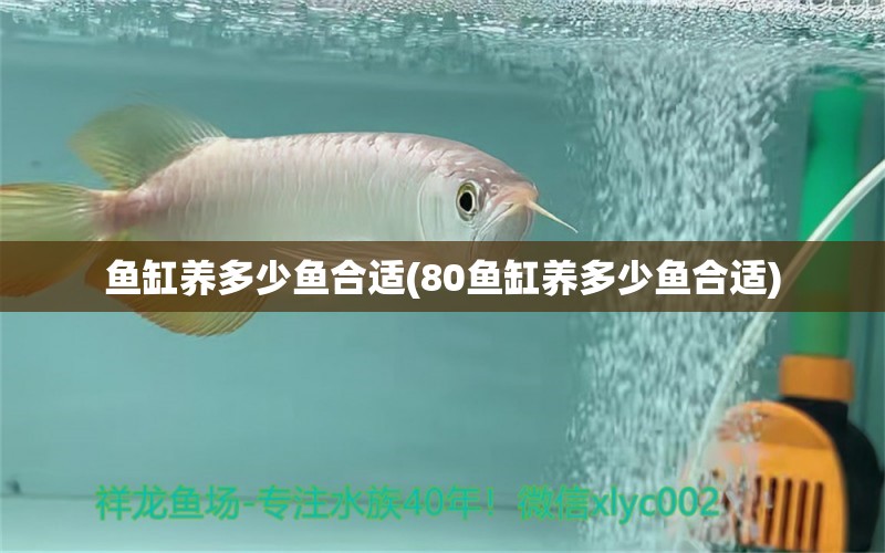 魚缸養(yǎng)多少魚合適(80魚缸養(yǎng)多少魚合適) 祥禾Super Red紅龍魚