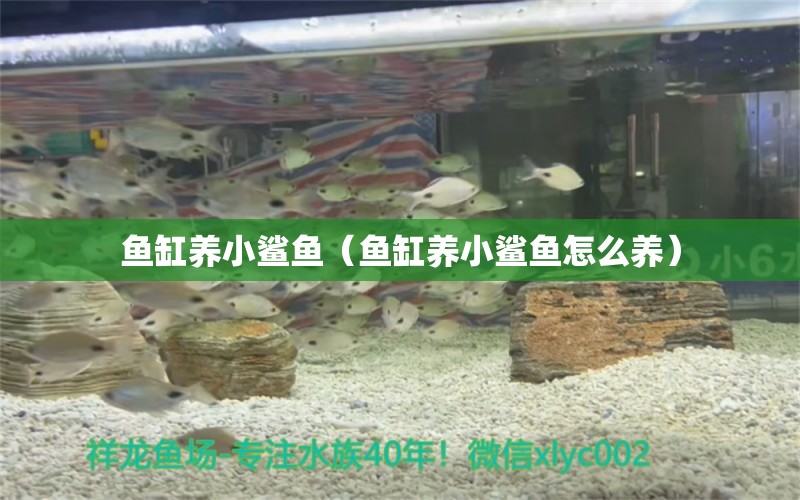 魚缸養(yǎng)小鯊魚（魚缸養(yǎng)小鯊魚怎么養(yǎng)）