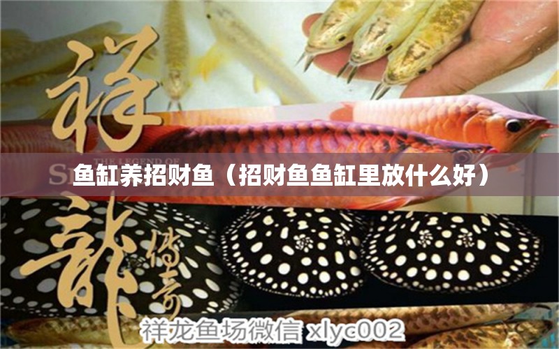 魚缸養(yǎng)招財(cái)魚（招財(cái)魚魚缸里放什么好） 廣州觀賞魚批發(fā)市場