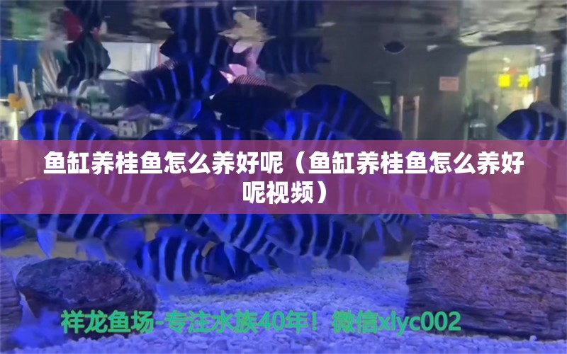 魚(yú)缸養(yǎng)桂魚(yú)怎么養(yǎng)好呢（魚(yú)缸養(yǎng)桂魚(yú)怎么養(yǎng)好呢視頻）