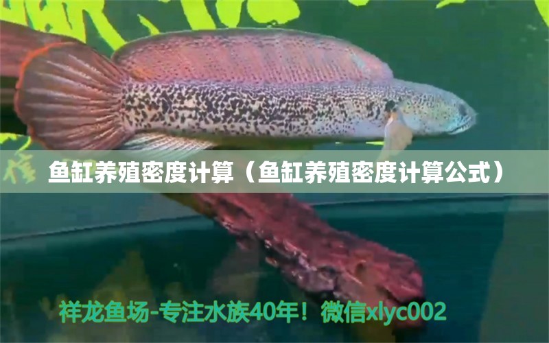 魚缸養(yǎng)殖密度計(jì)算（魚缸養(yǎng)殖密度計(jì)算公式）