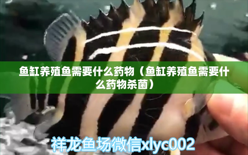 魚(yú)缸養(yǎng)殖魚(yú)需要什么藥物（魚(yú)缸養(yǎng)殖魚(yú)需要什么藥物殺菌）