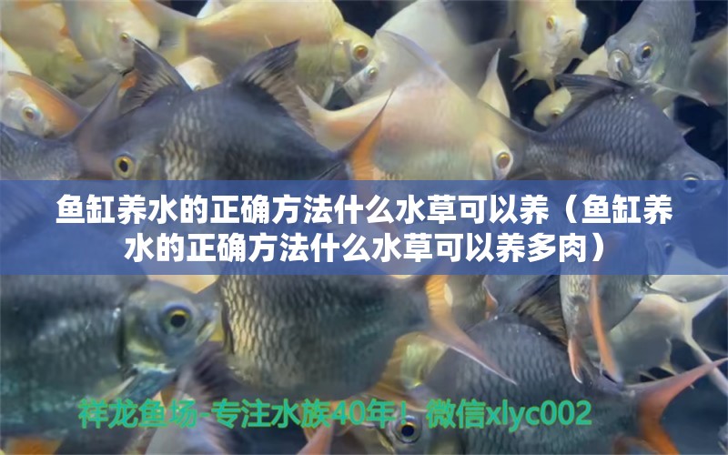 魚缸養(yǎng)水的正確方法什么水草可以養(yǎng)（魚缸養(yǎng)水的正確方法什么水草可以養(yǎng)多肉）