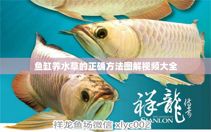 魚缸養(yǎng)水草的正確方法圖解視頻大全