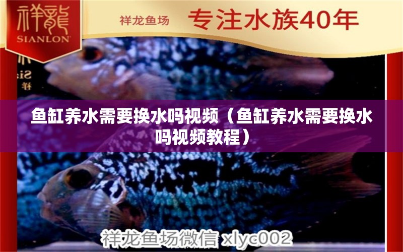 魚缸養(yǎng)水需要換水嗎視頻（魚缸養(yǎng)水需要換水嗎視頻教程）