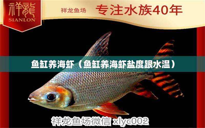 魚(yú)缸養(yǎng)海蝦（魚(yú)缸養(yǎng)海蝦鹽度跟水溫）