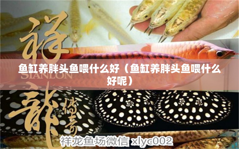 魚缸養(yǎng)胖頭魚喂什么好（魚缸養(yǎng)胖頭魚喂什么好呢）