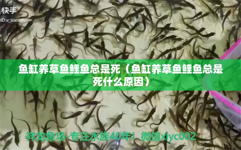 魚缸養(yǎng)草魚鯉魚總是死（魚缸養(yǎng)草魚鯉魚總是死什么原因） 祥龍水族醫(yī)院