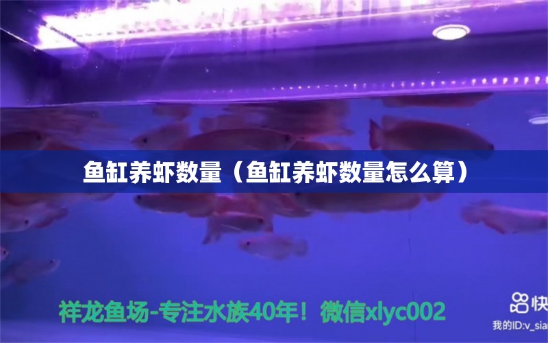 魚缸養(yǎng)蝦數(shù)量（魚缸養(yǎng)蝦數(shù)量怎么算）