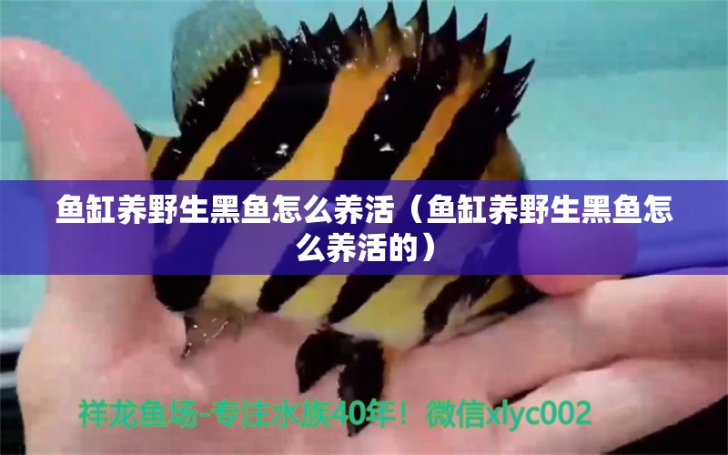 魚缸養(yǎng)野生黑魚怎么養(yǎng)活（魚缸養(yǎng)野生黑魚怎么養(yǎng)活的）