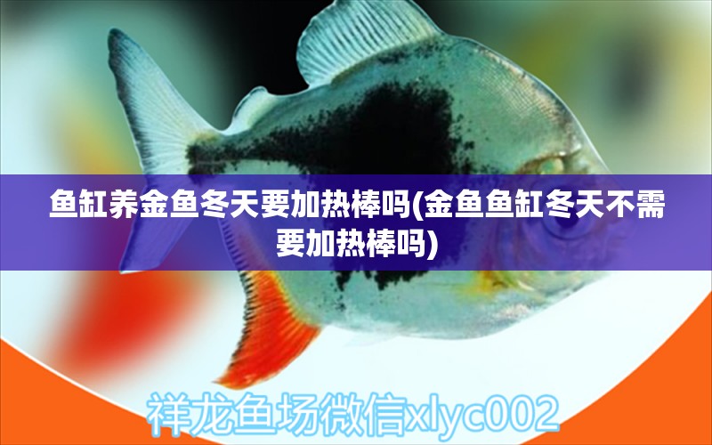 魚缸養(yǎng)金魚冬天要加熱棒嗎(金魚魚缸冬天不需要加熱棒嗎) 銀古魚苗