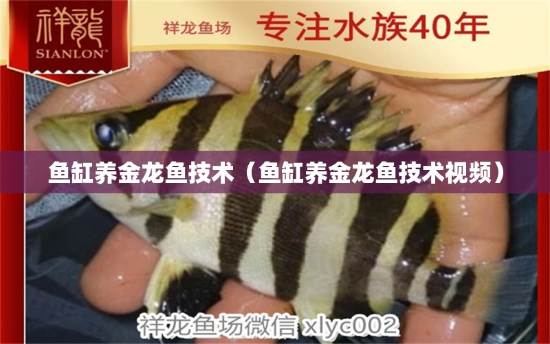 魚缸養(yǎng)金龍魚技術(shù)（魚缸養(yǎng)金龍魚技術(shù)視頻） 祥龍水族醫(yī)院