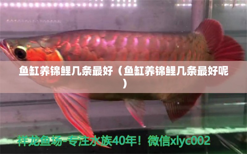 魚缸養(yǎng)錦鯉幾條最好（魚缸養(yǎng)錦鯉幾條最好呢）