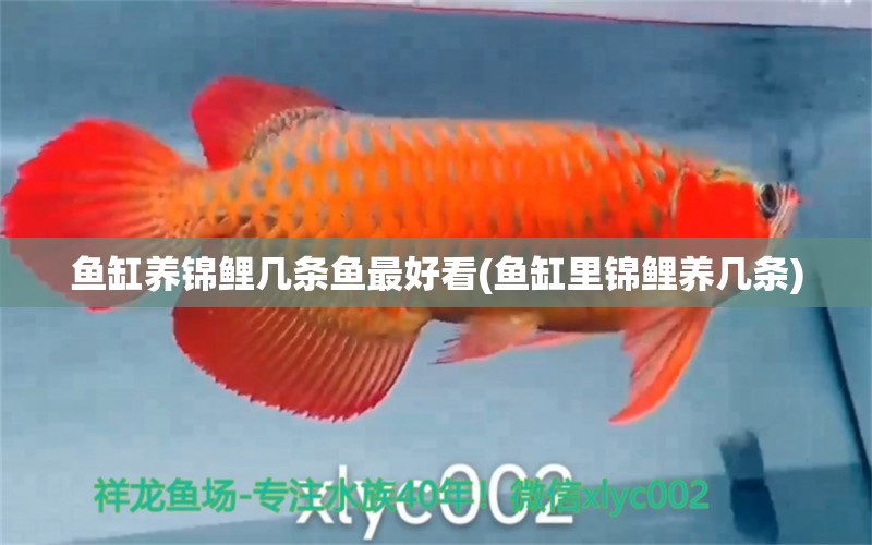 魚缸養(yǎng)錦鯉幾條魚最好看(魚缸里錦鯉養(yǎng)幾條)