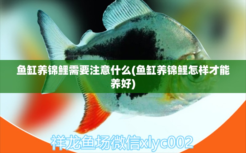 魚缸養(yǎng)錦鯉需要注意什么(魚缸養(yǎng)錦鯉怎樣才能養(yǎng)好) 魚缸風水 第1張